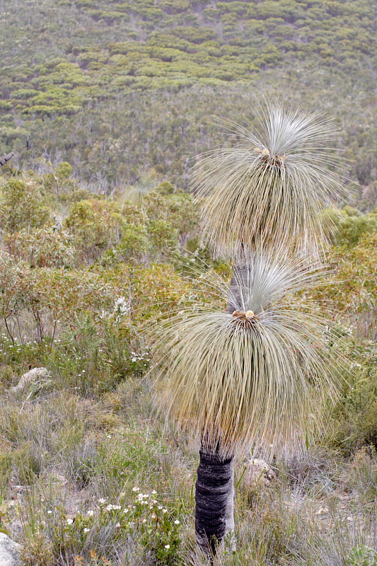 Kingia australis, Lokation: Australien | Western Australia | Borden | Borden Kategorien: Familie: Dasypogonaceae (Dasypogonaceen), Datum: 28.10.2008