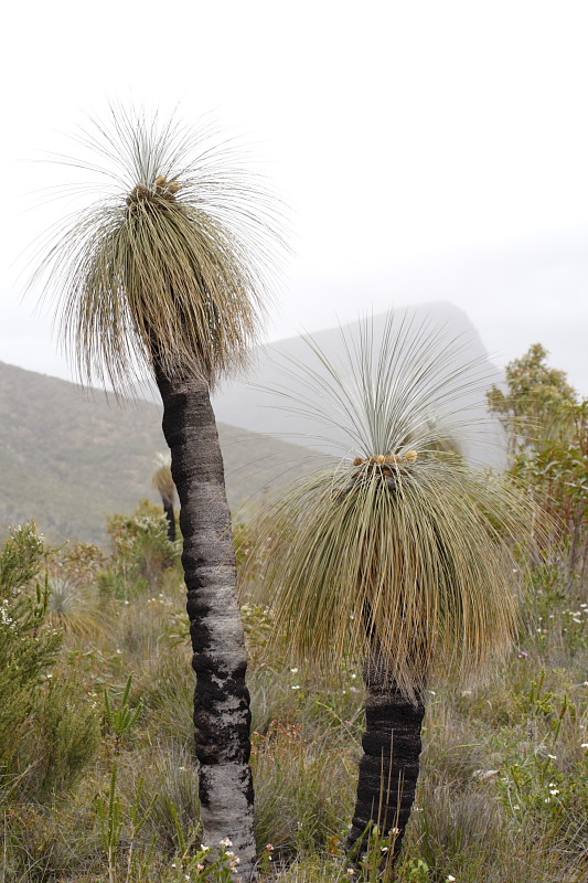 Kingia australis, Lokation: Australien | Western Australia | Borden | Borden Kategorien: Familie: Dasypogonaceae (Dasypogonaceen), Datum: 28.10.2008