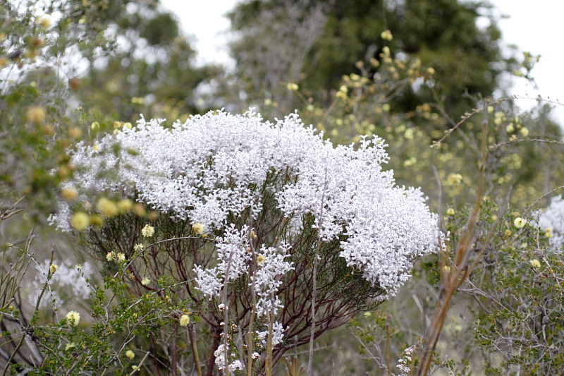 Conospermum filifolium, Lokation: Australien | Western Australia | Borden | Borden Kategorien: Familie: Proteaceae (Proteusgewächse ), Datum: 28.10.2008