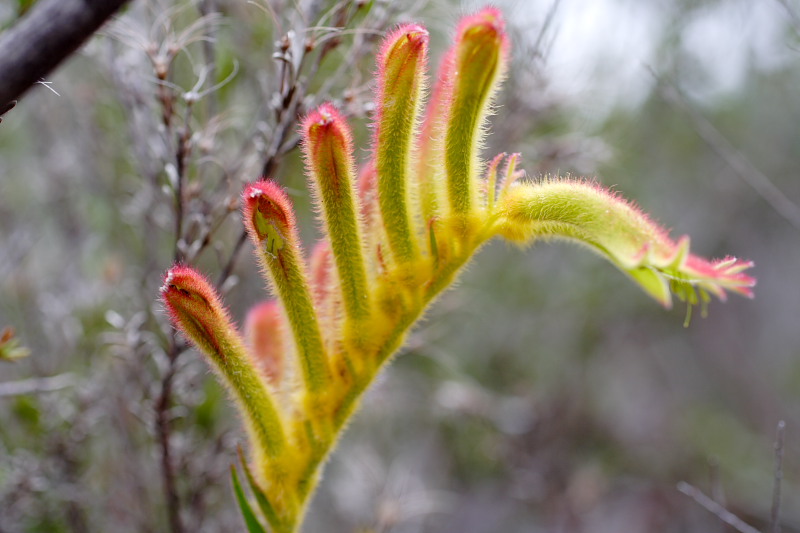 Anigozanthos humilis, Lokation: Australien | Western Australia | Borden | Borden Kategorien: Familie: Haemodoraceae (Blutwurzgewächse), Datum: 28.10.2008