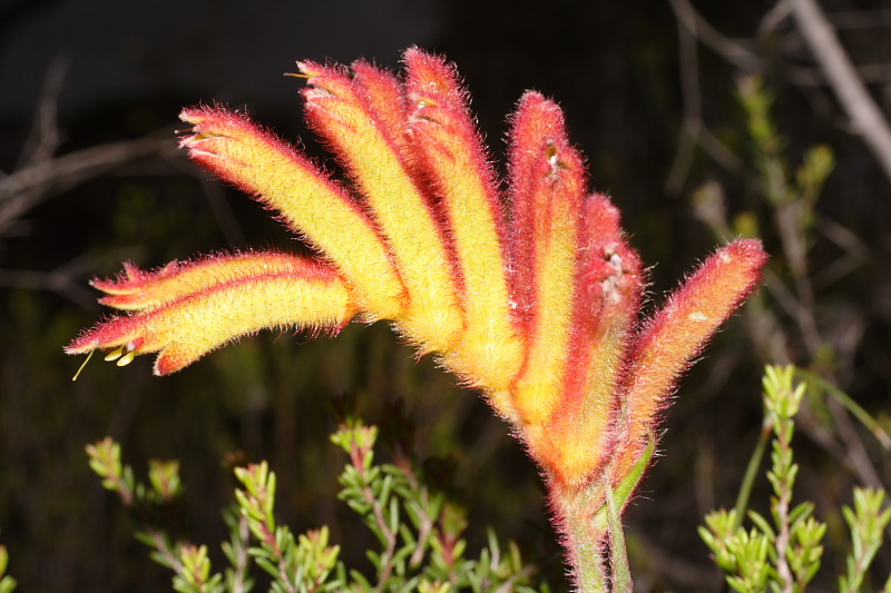 Anigozanthos humilis, Lokation: Australien | Western Australia | Borden | Borden Kategorien: Familie: Haemodoraceae (Blutwurzgewächse), Datum: 28.10.2008