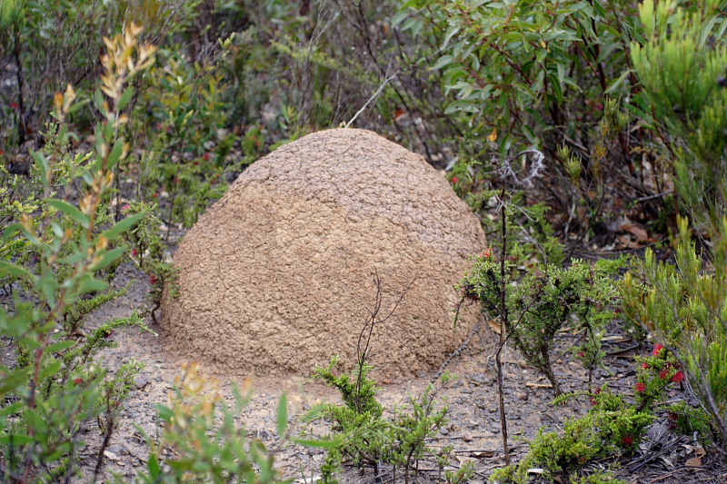 Termitenhügel, Lokation: Australien | Western Australia | Woogenellup | Woogenellup Kategorien: Datum: 28.10.2008
