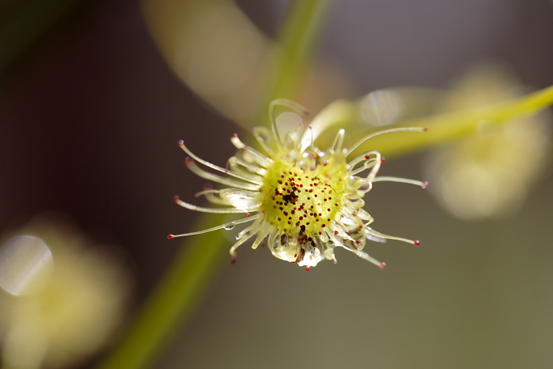 Drosera spec., Lokation: Australien | Western Australia | Denmark | Denmark Km Kategorien: Familie: Droseraceae (Sonnentaugewächse ), Datum: 29.10.2008