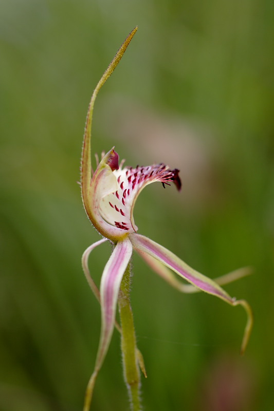 Caladenia spec., Lokation: Australien | Western Australia | Nornalup | Quarram Km Kategorien: Familie: Orchidaceae (Orchideen ), Datum: 29.10.2008