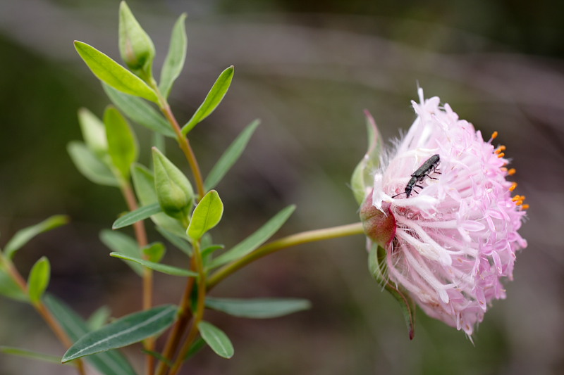 Pimelea spec., Lokation: Australien | Western Australia | Nornalup | Quarram Km Kategorien: Familie: Thymelaeaceae (Seidelbastgewächse ), Datum: 29.10.2008