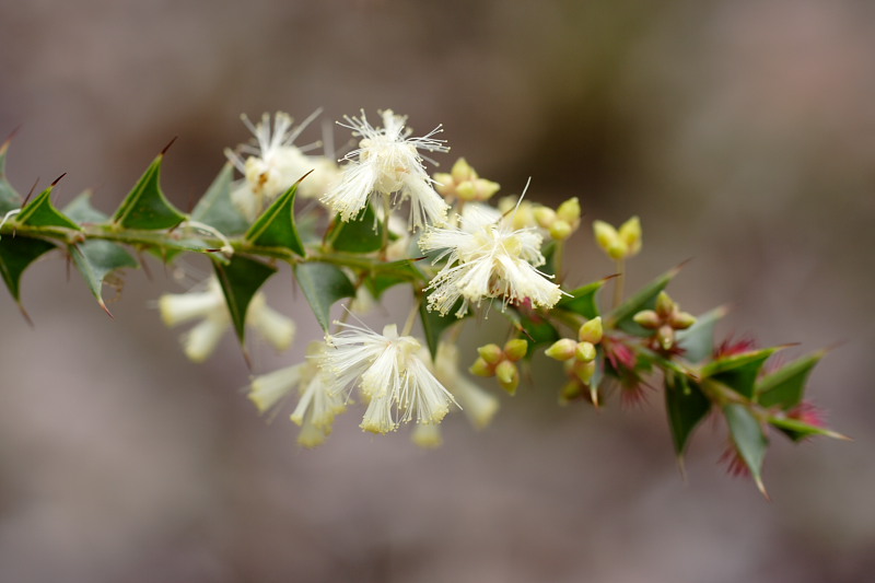 Acacia divergens, Lokation: Australien | Western Australia | Nornalup | Quarram Km Kategorien: Familie: Fabaceae (Schmetterlingsblütler ), Datum: 29.10.2008