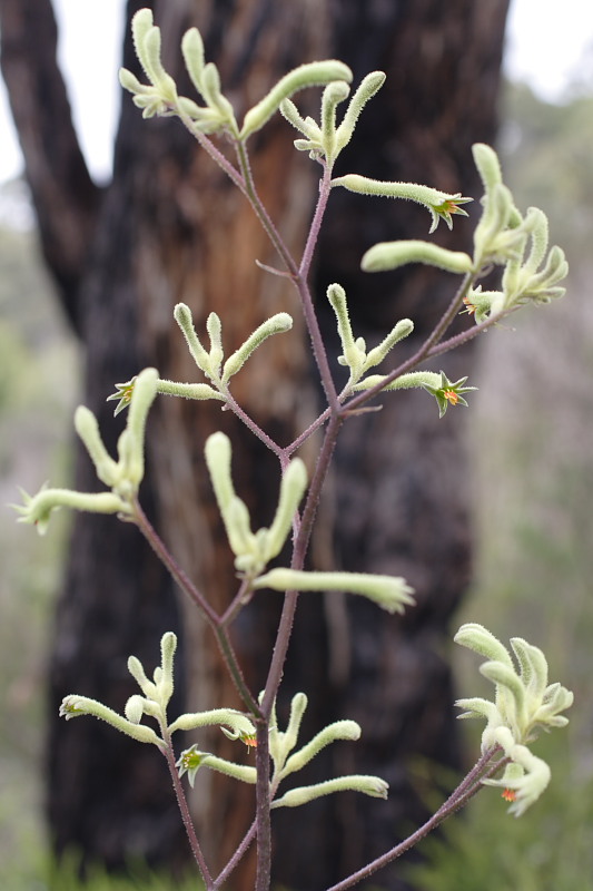 Anigozanthos flavidus, Lokation: Australien | Western Australia | Nornalup | Quarram Km Kategorien: Familie: Haemodoraceae (Blutwurzgewächse), Datum: 29.10.2008