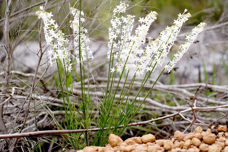 Stackhousia monogyna, Lokation: Australien | Western Australia | Nornalup | Quarram Km Kategorien: Familie: Celastraceae (Spindelbaumgewächse ), Datum: 29.10.2008