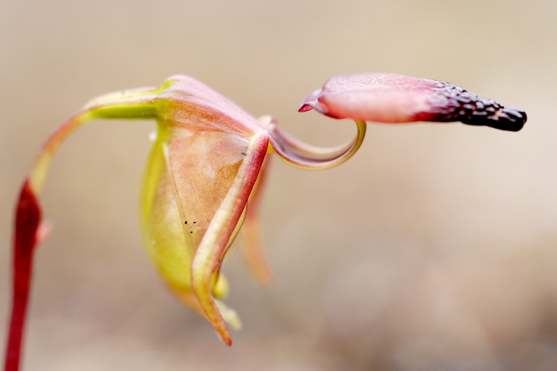 Paracaleana disjuncta, Lokation: Australien | Western Australia | Nornalup | Quarram Km Kategorien: Familie: Orchidaceae (Orchideen ), Datum: 29.10.2008