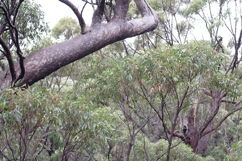 Lokation: Australien | Western Australia | Nornalup | Marks Km Kategorien: Datum: 29.10.2008