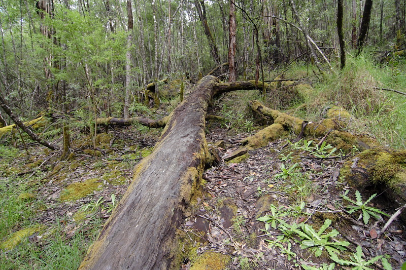 Lokation: Australien | Western Australia | Pemberton | Pemberton 14.67 Km West Pemberton Kategorien: Datum: 30.10.2008