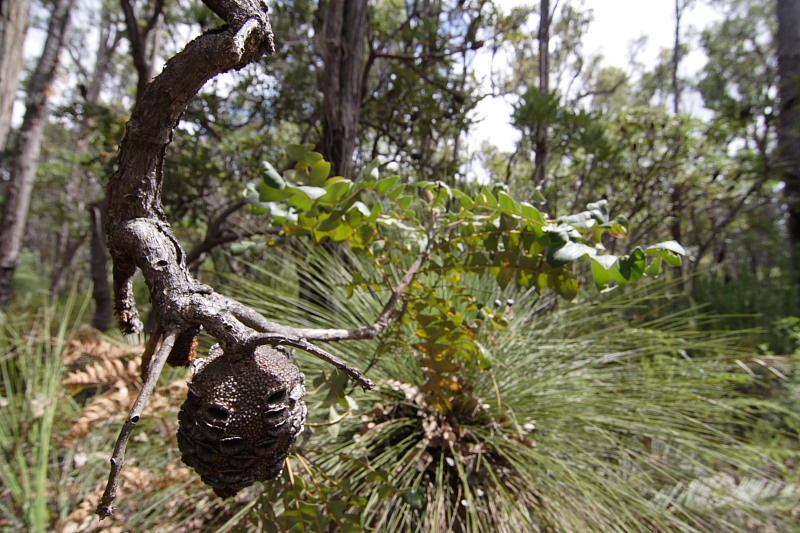 Banksia grandis, Lokation: Australien | Western Australia | Barrabup | Nannup Mill 7.09 Km North-West Nannup Mill Kategorien: Familie: Proteaceae (Proteusgewächse ), Datum: 30.10.2008