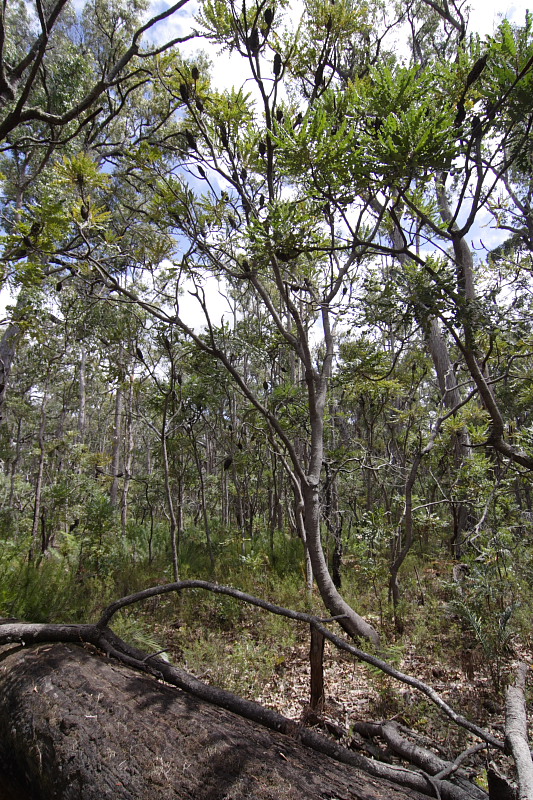Banksia grandis, Lokation: Australien | Western Australia | Barrabup | Nannup Mill 7.08 Km North-West Nannup Mill Kategorien: Familie: Proteaceae (Proteusgewächse ), Datum: 30.10.2008