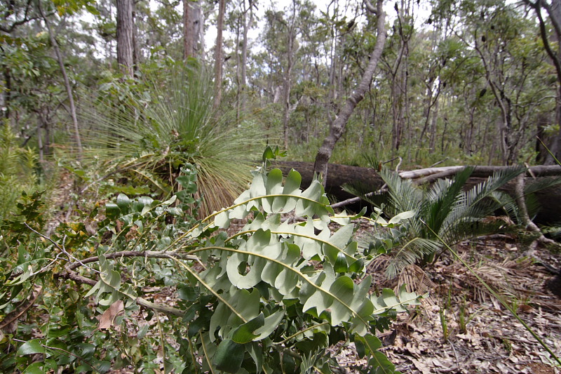 Banksia grandis, Lokation: Australien | Western Australia | Barrabup | Nannup Mill 7.02 Km North-West Nannup Mill Kategorien: Familie: Proteaceae (Proteusgewächse ), Datum: 30.10.2008