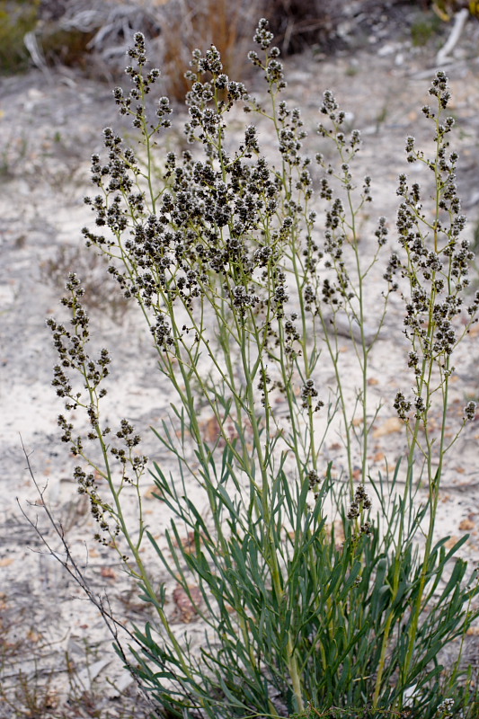 Stirlingia latifolia, Lokation: Australien | Western Australia | Jarrahwood | Jarrahwood 1.56 Km West Jarrahwood Kategorien: Familie: Proteaceae (Proteusgewächse ), Datum: 30.10.2008