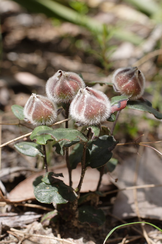 Hibbertia quadricolor, Lokation: Australien | Western Australia | Jarrahwood | 1.57 Km West Jarrahwood Kategorien: Familie: Dilleniaceae (Rosenapfelgewächse), Datum: 30.10.2008