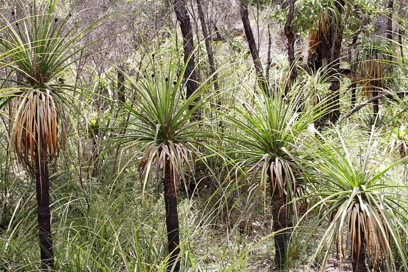 Dasypogon hookeri, Lokation: Australien | Western Australia | Jarrahwood | Jarrahwood 1.57 Km West Jarrahwood Kategorien: Familie: Dasypogonaceae (Dasypogonaceen), Datum: 30.10.2008