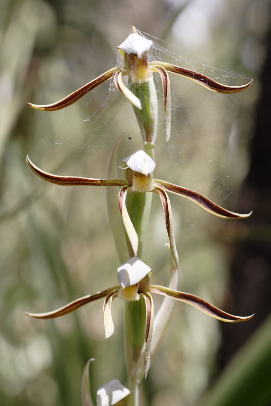 Lyperanthus serratus, Lokation: Australien | Western Australia | Jarrahwood | 1.57 Km West Jarrahwood Kategorien: Familie: Orchidaceae (Orchideen ), Datum: 30.10.2008