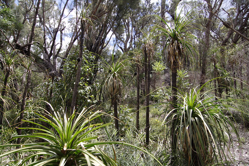 Dasypogon hookeri, Lokation: Australien | Western Australia | Jarrahwood | Jarrahwood 1.57 Km West Jarrahwood Kategorien: Familie: Dasypogonaceae (Dasypogonaceen), Datum: 30.10.2008