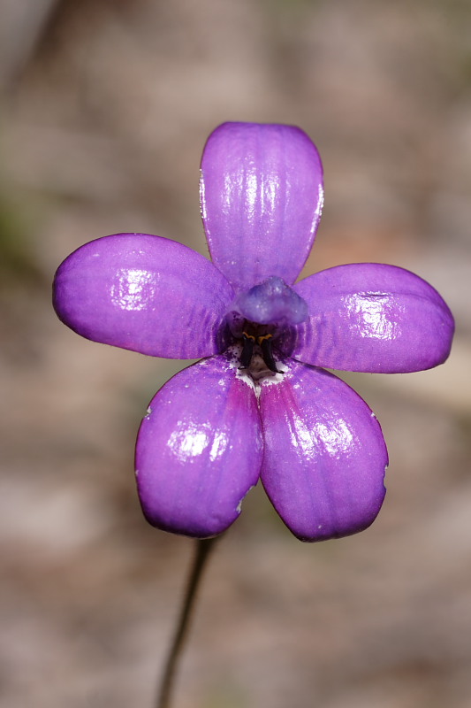 Elythranthera brunonis, Lokation: Australien | Western Australia | Jarrahwood | 1.56 Km West Jarrahwood Kategorien: Familie: Orchidaceae (Orchideen ), Datum: 30.10.2008