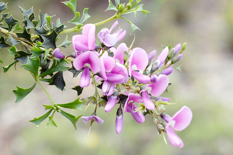 Mirbelia dilatata, Lokation: Australien | Western Australia | Jarrahwood | 1.56 Km West Jarrahwood Kategorien: Familie: Fabaceae (Schmetterlingsblütler ), Datum: 30.10.2008