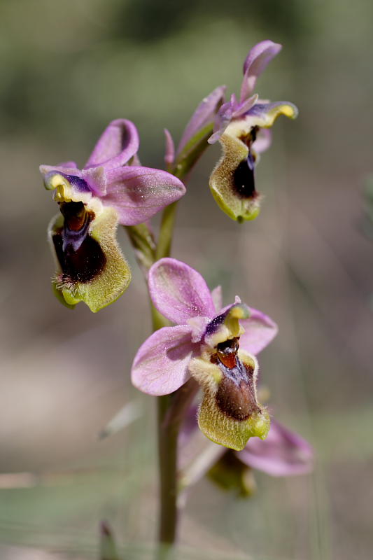 Ophrys tenthredinifera, Lokation: Spanien | Baleares | Calvià | Portals Vells Kategorien: Familie: Orchidaceae (Orchideen ), Datum: 24.03.2009
