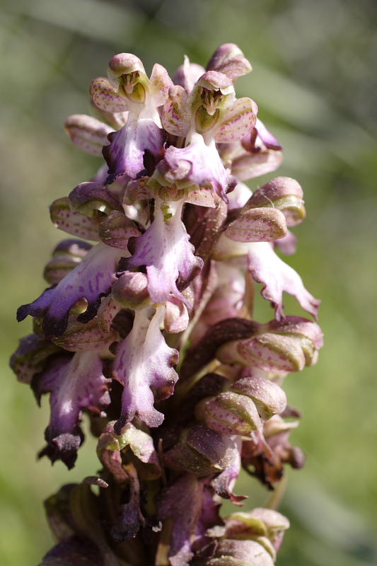 Himantoglossum robertianum, Lokation: Spanien | Baleares | Calvià | Portals Vells Kategorien: Familie: Orchidaceae (Orchideen ), Datum: 24.03.2009