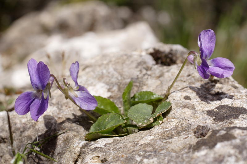 Viola jaubertiana, Lokation: Spanien | Baleares | Escorca | Escorca Kategorien: Familie: Violaceae (Veilchengewächse ), Datum: 25.03.2009