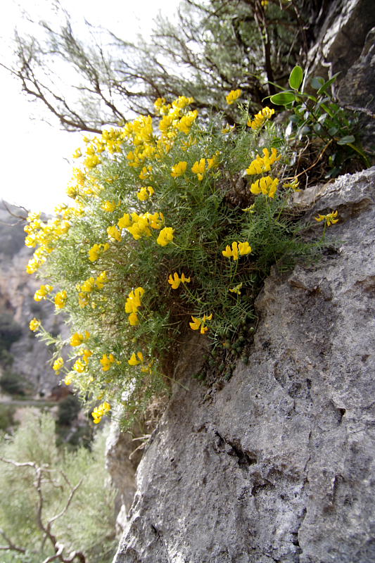 Hippocrepis balearica, Lokation: Spanien | Baleares | Mancor De La Vall | Fornalutx Kategorien: Familie: Fabaceae (Schmetterlingsblütler ), Datum: 25.03.2009