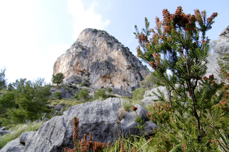 Erica multiflora, Lokation: Spanien | Baleares | Mancor De La Vall | Fornalutx Kategorien: Familie: Ericaceae (Heidekrautgewächse ), Datum: 25.03.2009