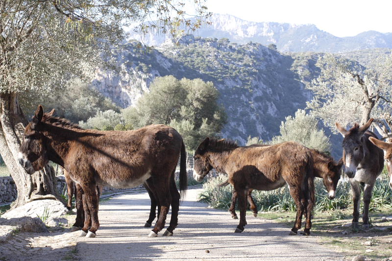 Lokation: Spanien | Baleares | Mancor De La Vall | Mancor de la Vall Kategorien: Datum: 26.03.2009