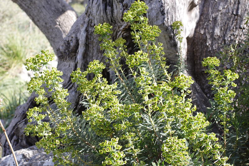 Euphorbia characias, Lokation: Spanien | Baleares | Mancor De La Vall | Mancor de la Vall Kategorien: Familie: Euphorbiaceae (Wolfsmilchgewächse ), Datum: 27.03.2009