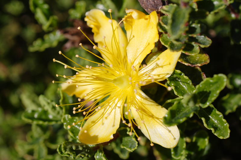 Hypericum balearicum, Lokation: Spanien | Baleares | Cala Sant Vicenç (Pollença) | Can Singala Kategorien: Familie: Hypericaceae (Johanniskrautgewächse ), Datum: 27.03.2009