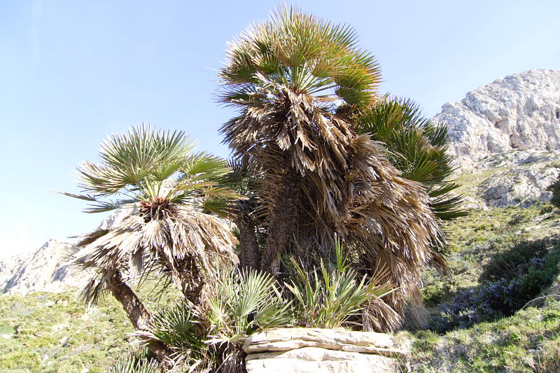 Chamaerops humilis, Lokation: Spanien | Baleares | Cala Sant Vicenç (Pollença) | Can Singala Kategorien: Familie: Arecaceae (Palmengewächse ), Datum: 27.03.2009