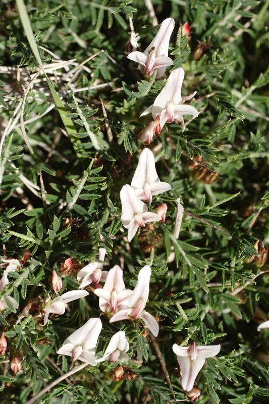 Astragalus balearicus, Lokation: Spanien | Baleares | Cala Sant Vicenç (Pollença) | Can Singala Kategorien: Familie: Fabaceae (Schmetterlingsblütler ), Datum: 27.03.2009