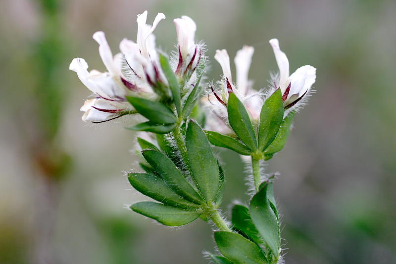 Dorycnium hirsutum, Lokation: Spanien | Baleares | Santa Margalida | Can Picafort Kategorien: Familie: Fabaceae (Schmetterlingsblütler ), Datum: 28.03.2009