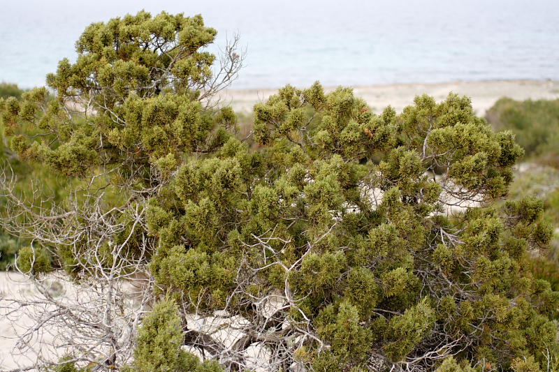 Juniperus phoenicea, Lokation: Spanien | Baleares | Santa Margalida | Can Picafort Kategorien: Familie: Cupressaceae (Zypressengewächse ), Datum: 28.03.2009