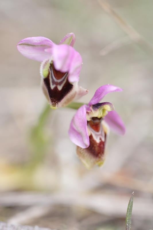 Ophrys tenthredinifera, Lokation: Spanien | Baleares | Santa Margalida | Can Picafort Kategorien: Familie: Orchidaceae (Orchideen ), Datum: 28.03.2009