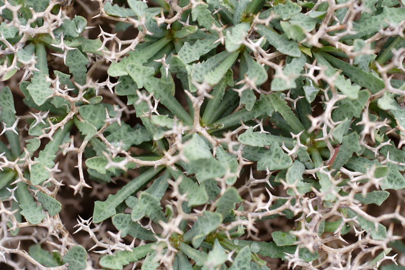 Launaea cervicornis, Lokation: Spanien | Baleares | Bon Aire | Formentor Kategorien: Familie: Asteraceae (Korbblütler ), Datum: 29.03.2009