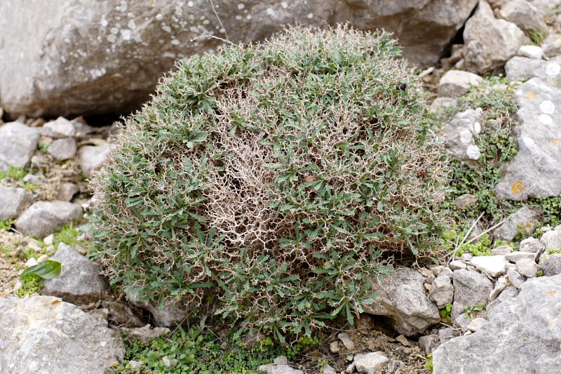 Launaea cervicornis, Lokation: Spanien | Baleares | Bon Aire | Formentor Kategorien: Familie: Asteraceae (Korbblütler ), Datum: 29.03.2009