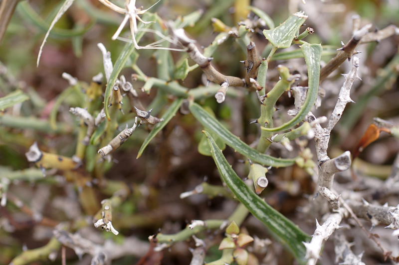 Smilax aspera subsp. balearica, Lokation: Spanien | Baleares | Bon Aire | Formentor Kategorien: Familie: Smilacaceae (Stechwindengewächse), Datum: 29.03.2009
