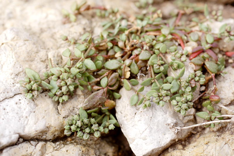 Polycarpon polycarpoides subsp. colomense, Lokation: Spanien | Baleares | Es Mal Pas | Formentor Kategorien: Familie: Caryophyllaceae (Nelkengewächse ), Datum: 29.03.2009