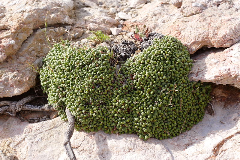 Limonium spec., Lokation: Spanien | Baleares | Es Mal Pas | Formentor Kategorien: Familie: Plumbaginaceae (Bleiwurzgewächse ), Datum: 29.03.2009