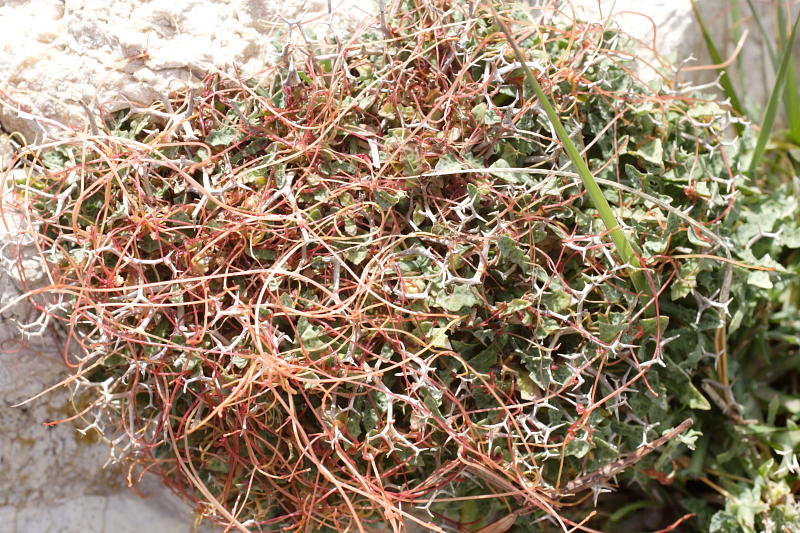 Cuscuta epithymum, Lokation: Spanien | Baleares | Es Mal Pas | Formentor Kategorien: Familie: Convolvulaceae (Windengewächse ), Datum: 29.03.2009