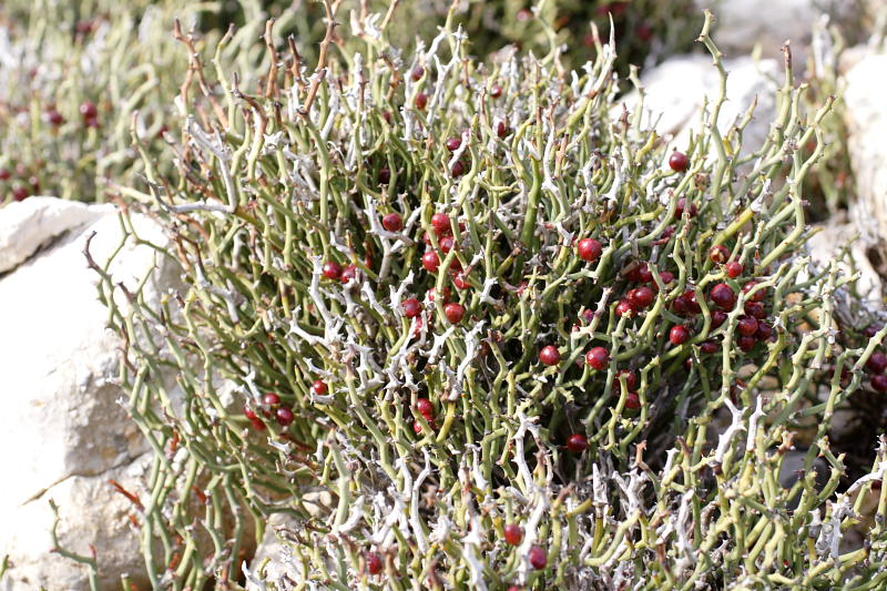 Smilax aspera subsp. balearica, Lokation: Spanien | Baleares | Es Mal Pas | Formentor Kategorien: Familie: Smilacaceae (Stechwindengewächse), Datum: 29.03.2009