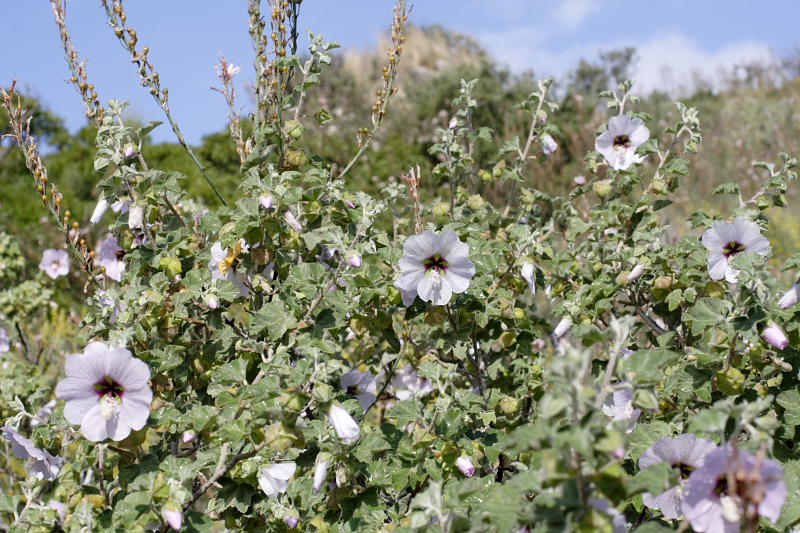 Lavatera maritima, Lokation: Spanien | Baleares | Calvià | Santa Ponça Kategorien: Familie: Malvaceae (Malvengewächse ), Datum: 31.03.2009