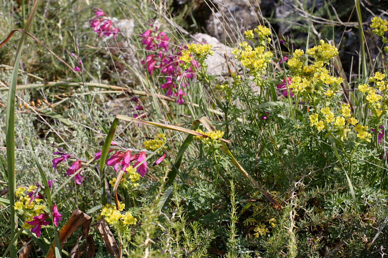 Gladiolus illyricus, Lokation: Spanien | Baleares | Calvià | Santa Ponça Kategorien: Familie: Iridaceae (Schwertliliengewächse ), Datum: 31.03.2009