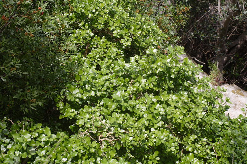 Withania frutescens, Lokation: Spanien | Baleares | Calvià | Santa Ponça Kategorien: Familie: Solanaceae (Nachtschattengewächse ), Datum: 31.03.2009