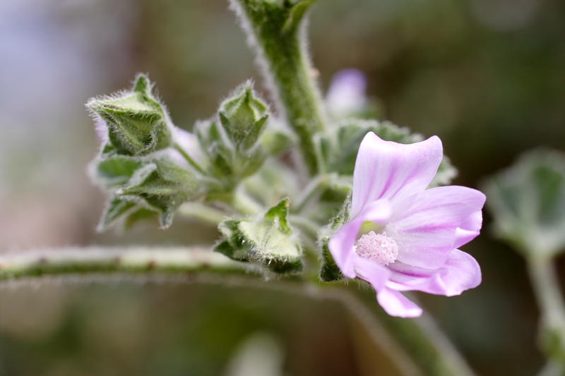 Lavatera cretica, Lokation: Spanien | Baleares | Calvià | Santa Ponça Kategorien: Familie: Malvaceae (Malvengewächse ), Datum: 31.03.2009