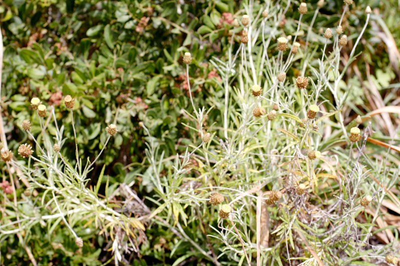 Phagnalon saxatile, Lokation: Spanien | Baleares | Calvià | Santa Ponça Kategorien: Familie: Asteraceae (Korbblütler ), Datum: 31.03.2009